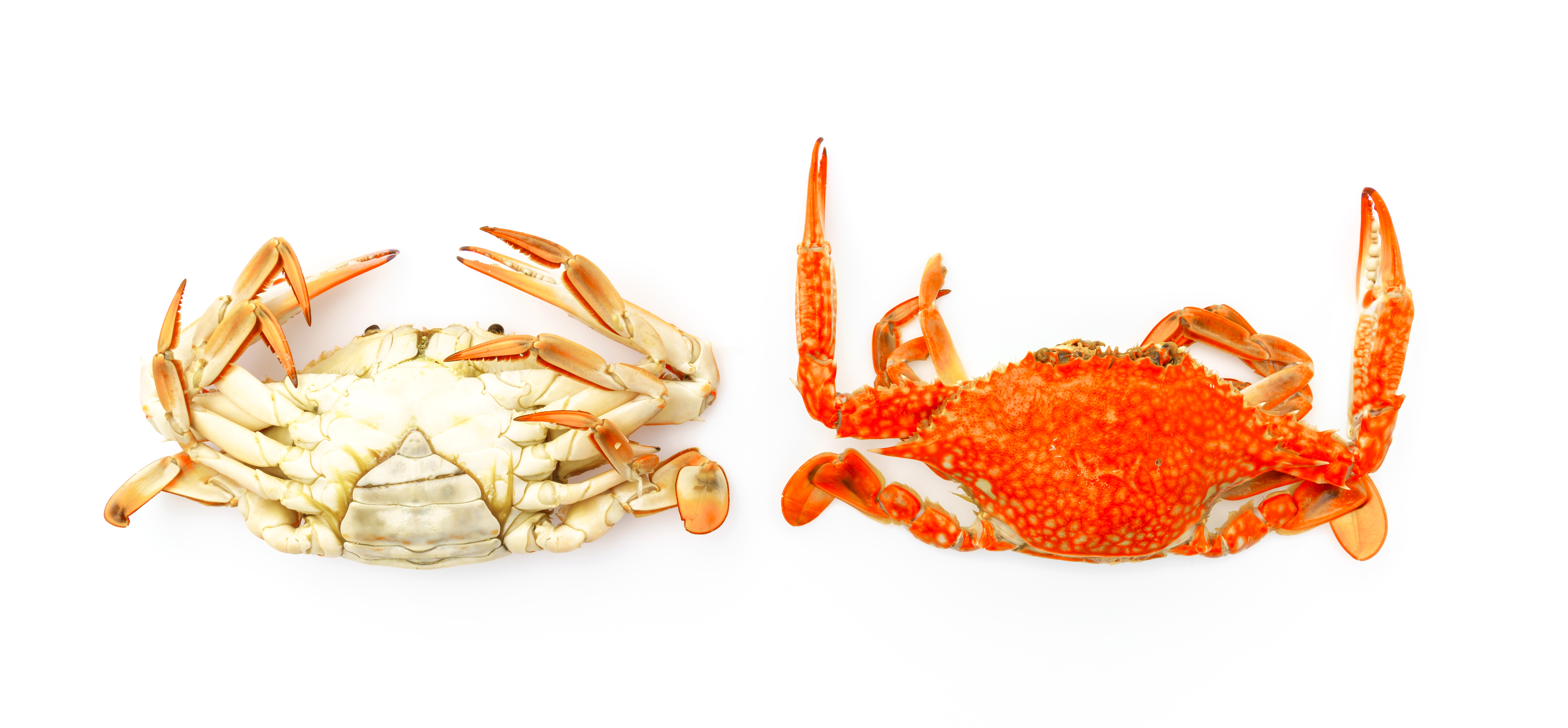 Seafood commodity update exclusively for InsideTrack users, powered by CommodityONE